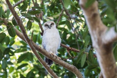 Rufous Owl - Fledgling (Ninox rufa rufa).1