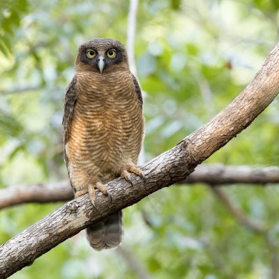 Hawk-owls & Masked Owls
