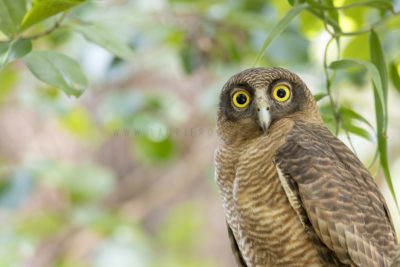Rufous Owl - Portrait (Ninox rufa rufa)
