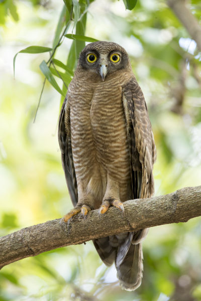 Rufous Owl - Vertical (Ninox rufa rufa)