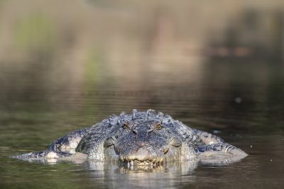 Saltwater Crocodile (9)