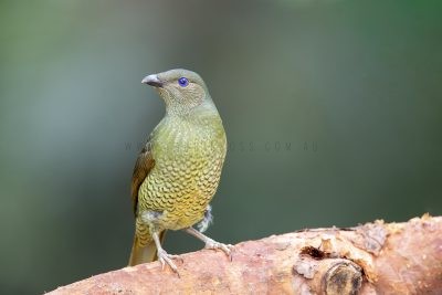Satin Bowerbird - Female