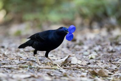 Satin Bowerbird - Male with double bottle tops