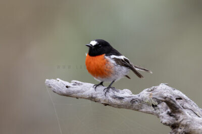 Scarlet Robin - Male