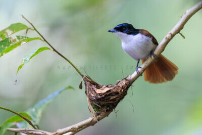 Shining Flycatcher - Female building nest