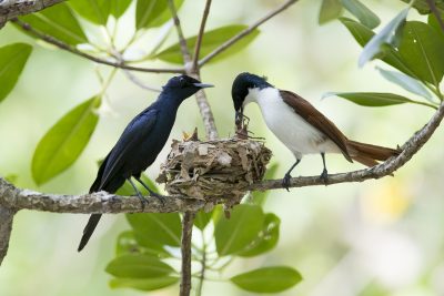 Shining Flycatcher - Male & Female at Nest (Myiagra alecto melvillensis)