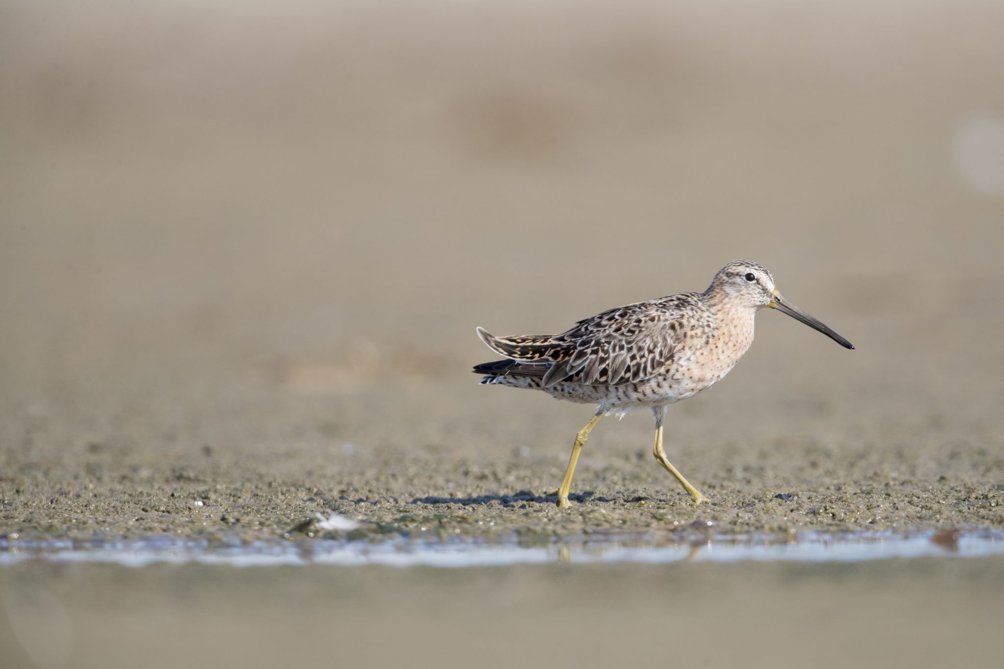 Short-billed Dowitcher (Limnodromus griseus).