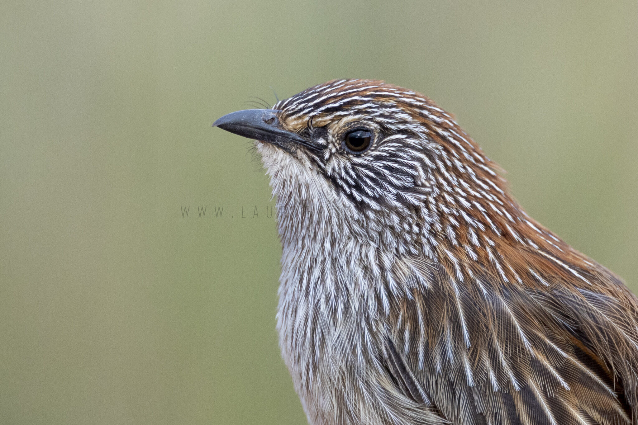 Short-tailed Grasswren - Portrait