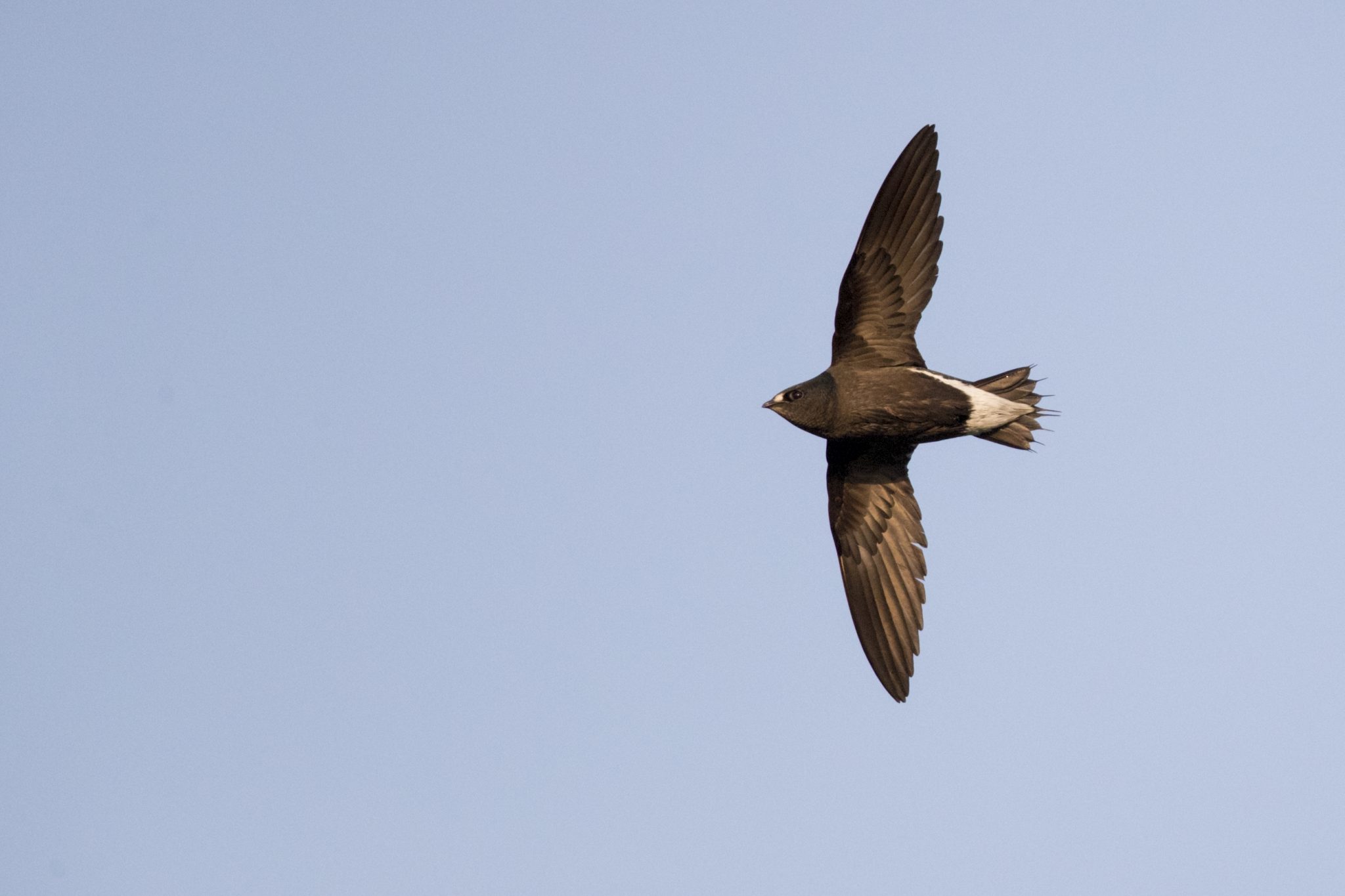 Silver-backed Needletail (Hirundapus cochinchinensis)
