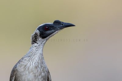 Silver-crowned Friarbird - Profile (Philemon argenticeps argenticeps)