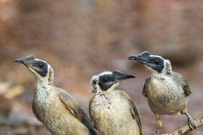 Silver-crowned Friarbirds - Trio (Philemon argenticeps argenticeps)