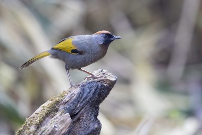 Silver-eared Laughingthrush (Bambusicola fytchii)