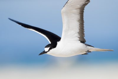 Sooty Tern - Close Up (Onychoprion fuscatus)
