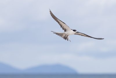 Sooty Tern - In Flight (Onychoprion fuscata serrata)