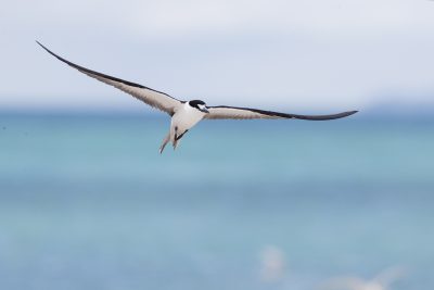 Sooty Tern (Onychoprion fuscata serrata)1