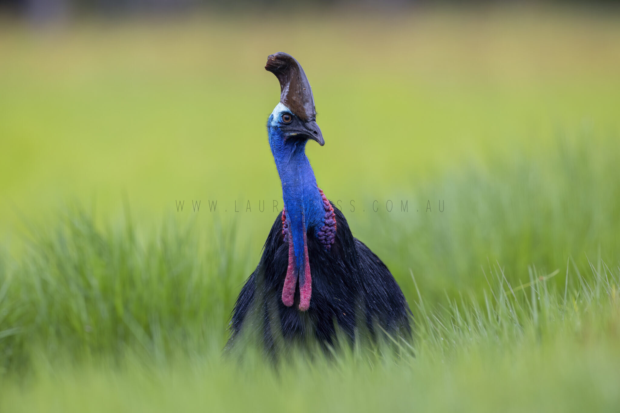 Southern Cassowary3