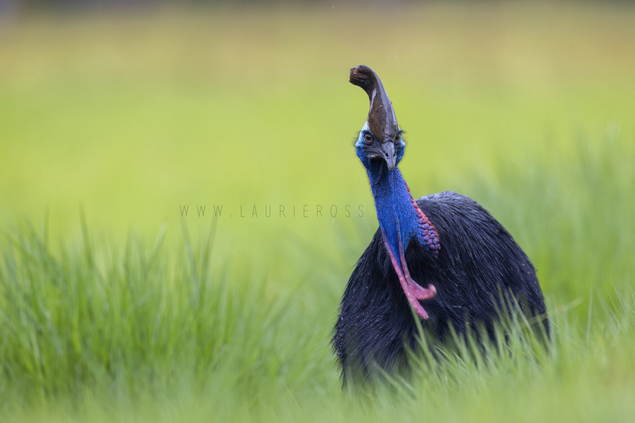 Southern Cassowary6