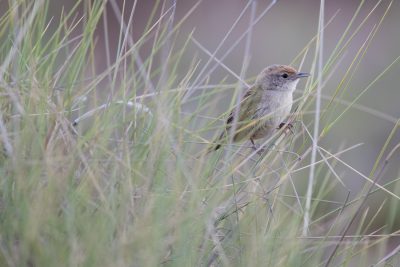 Spinifexbird (Eremiornis carterialice) - Alice Springs, NT