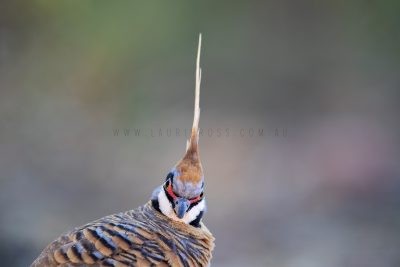 Spinifex Pigeon - Profile