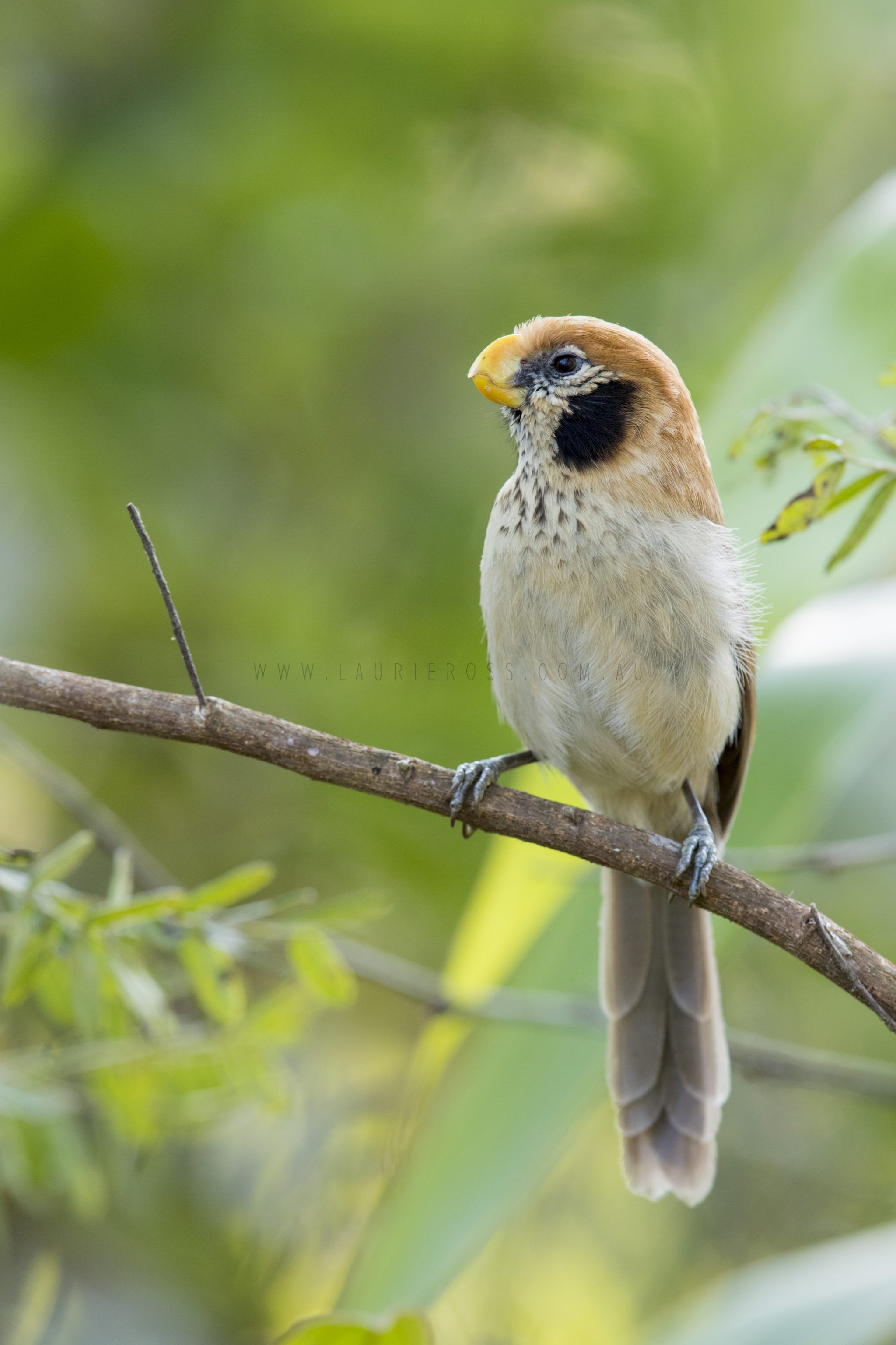 Spot-breasted Parrotbill3
