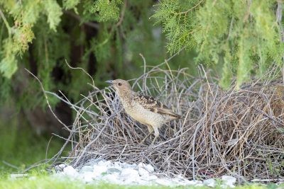 Spotted Bowerbird - At Bower