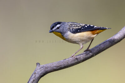 Spotted Pardalote - Male