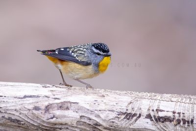 Spotted Pardalote - Male.1