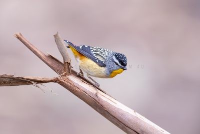 Spotted Pardalote - Male.2