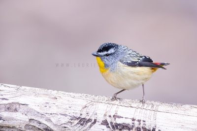 Spotted Pardalote - Male.3