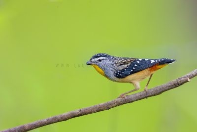 Spotted (Wet Tropics) Pardalote.