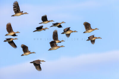 Spotted Whistling-ducks - Group Flying