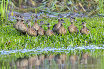 Spotted Whistling-ducks1