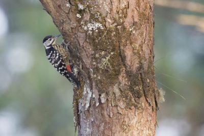 Stripe-breasted Woodpecker (Dendrocopos atratus)