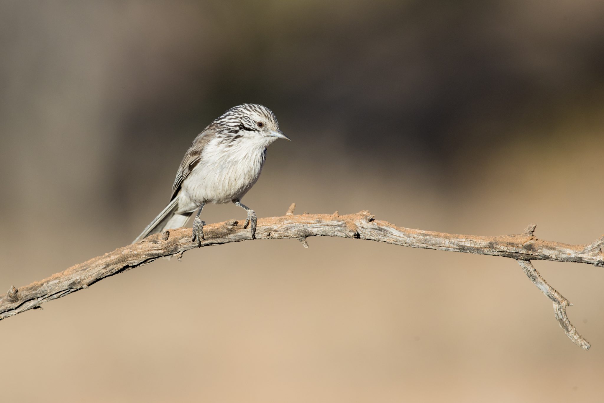 Striped Honeyeater (Plectorhyncha lanceolata)1