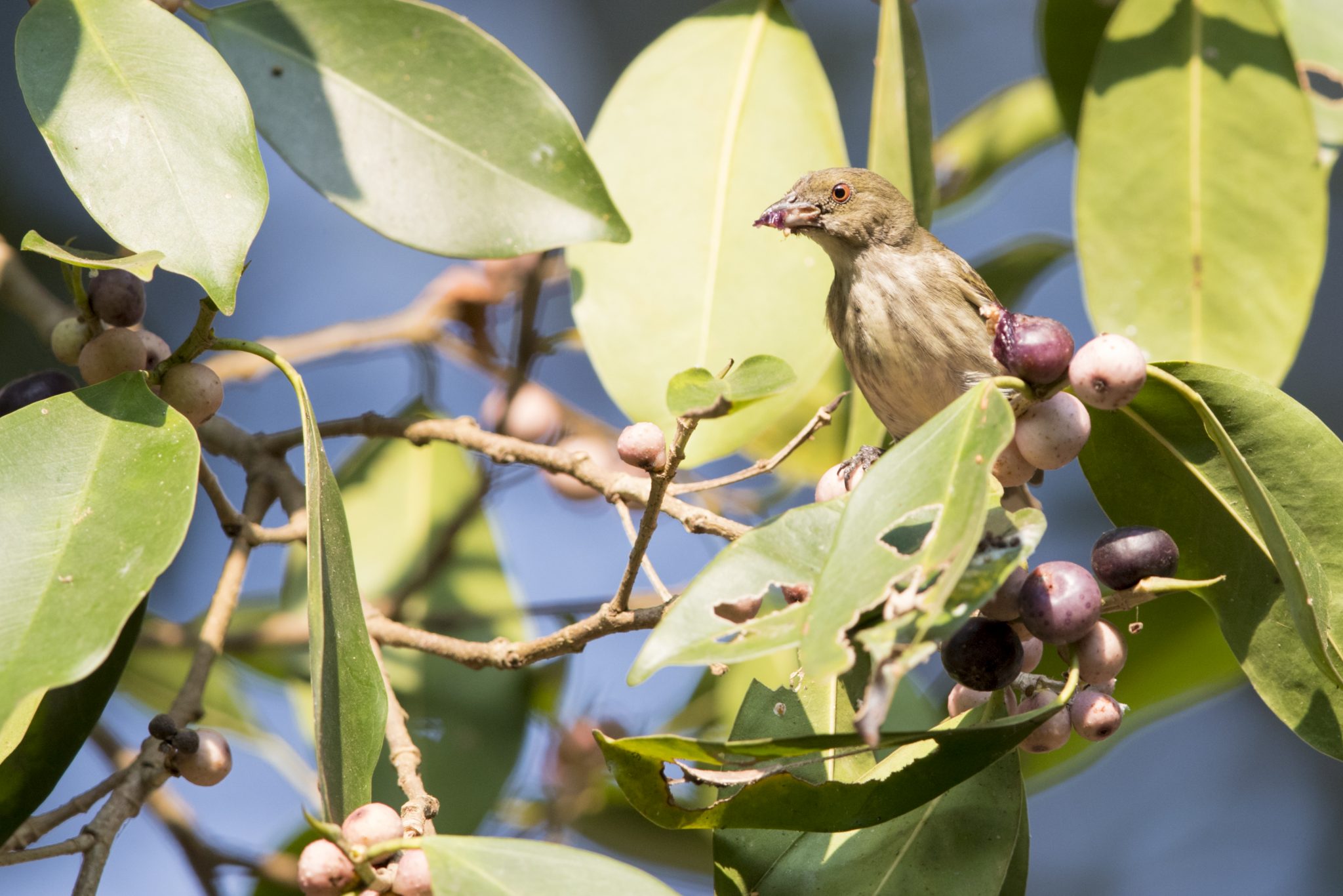 Thick-billed Flowerpecker (Dicaeum agile)