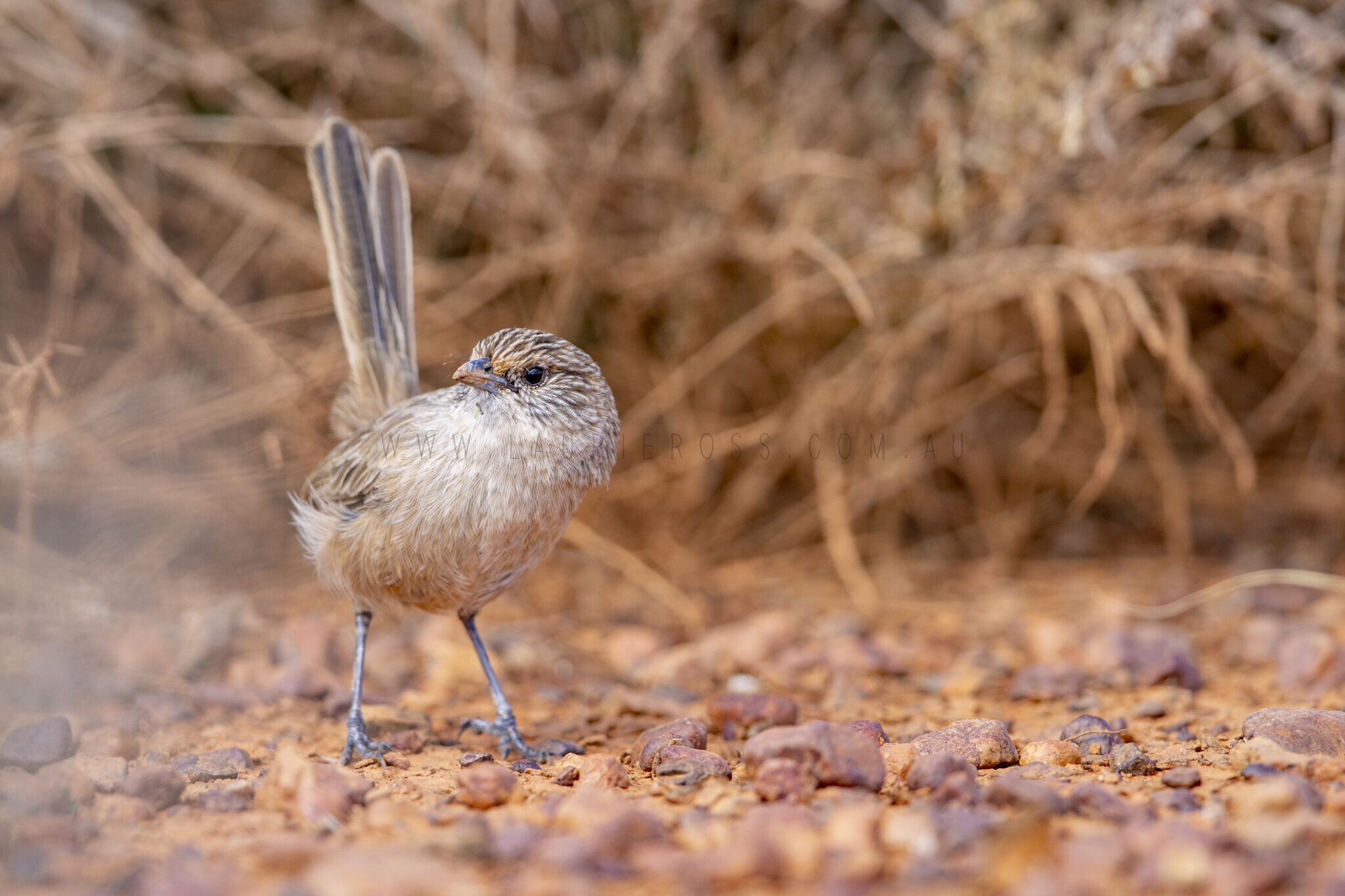 Thick-billed Grasswren (64)