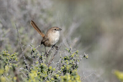 Thick-billed Grasswren (A.m.cowarie) - Male.