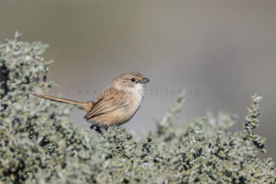 Thick-billed Grasswren (A.m.cowarie) - Male3