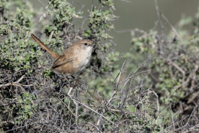 Thick-billed Grasswren (A.m.cowarie) - Male5
