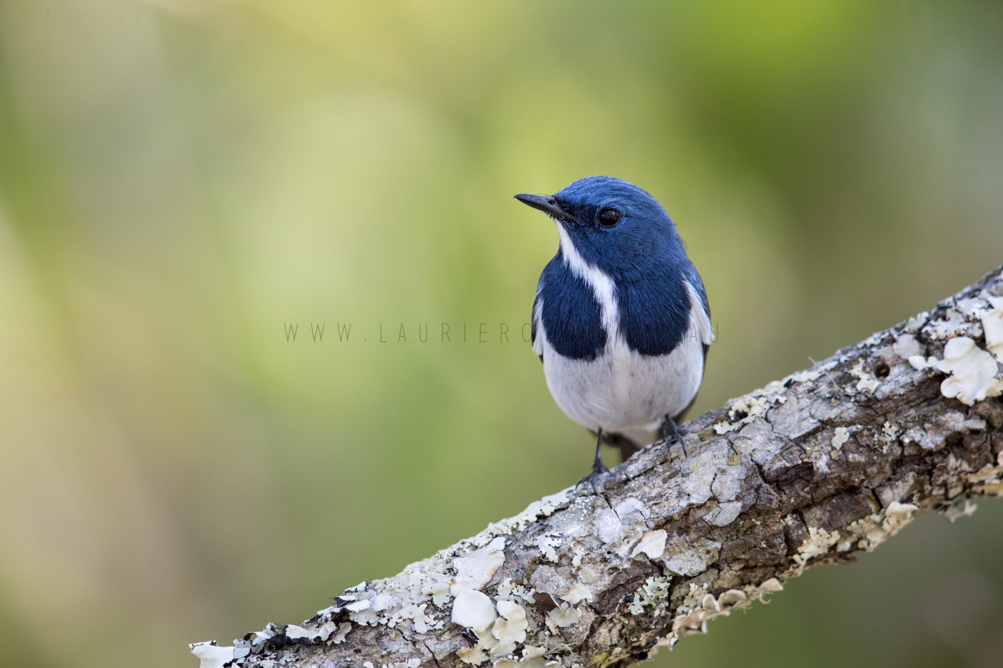 Ultramarine Flycatcher - Male.