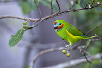 Double-eyed Fig-parrot - Male