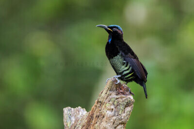 Victoria's Riflebird - Male
