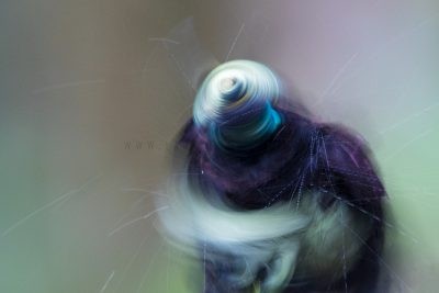 Victoria's Riflebird - Male Art
