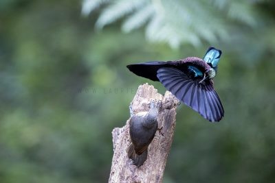 Victoria's Riflebird - Male displaying to Female