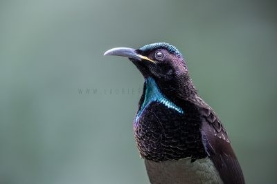 Victoria's Riflebird - Portrait