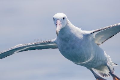 Wandering Albatross - Portrait