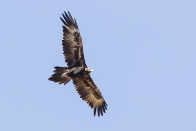 Wedge-tailed Eagle - In Flight (Aquila audax)