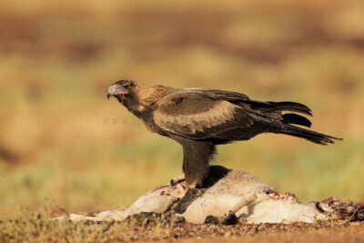 Wedge-tailed Eagle - On Roadkill