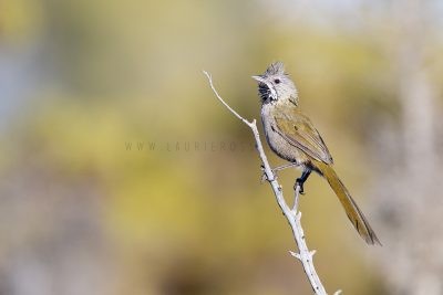 Western (Black-throated) Whipbird | Psophodes nigrogularis oberon