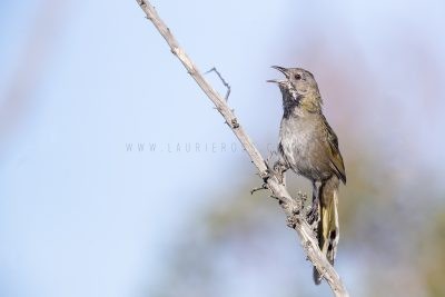 Western Whipbird | Psophodes nigrogularis oberon